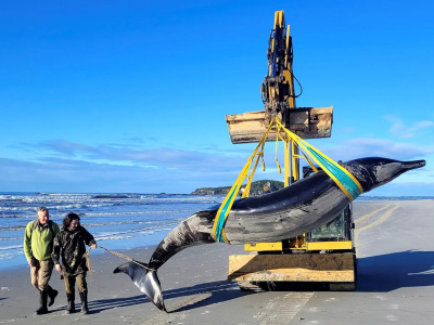 Редчайший кит выбросился на берег: вживую таких еще ни разу не видели